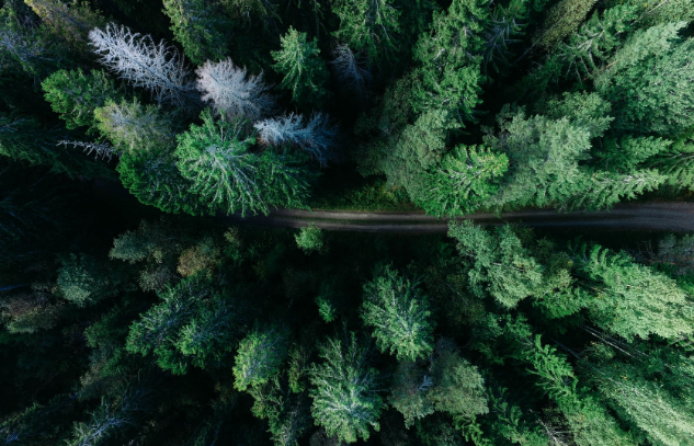 Foto: Dronebilde av tett skog med grønne tretopper opplyst av ettermiddagssolen