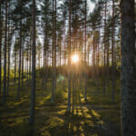 Foto: Sollys igjennom trær i en skog
