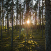 Foto: Sollys igjennom trær i en skog
