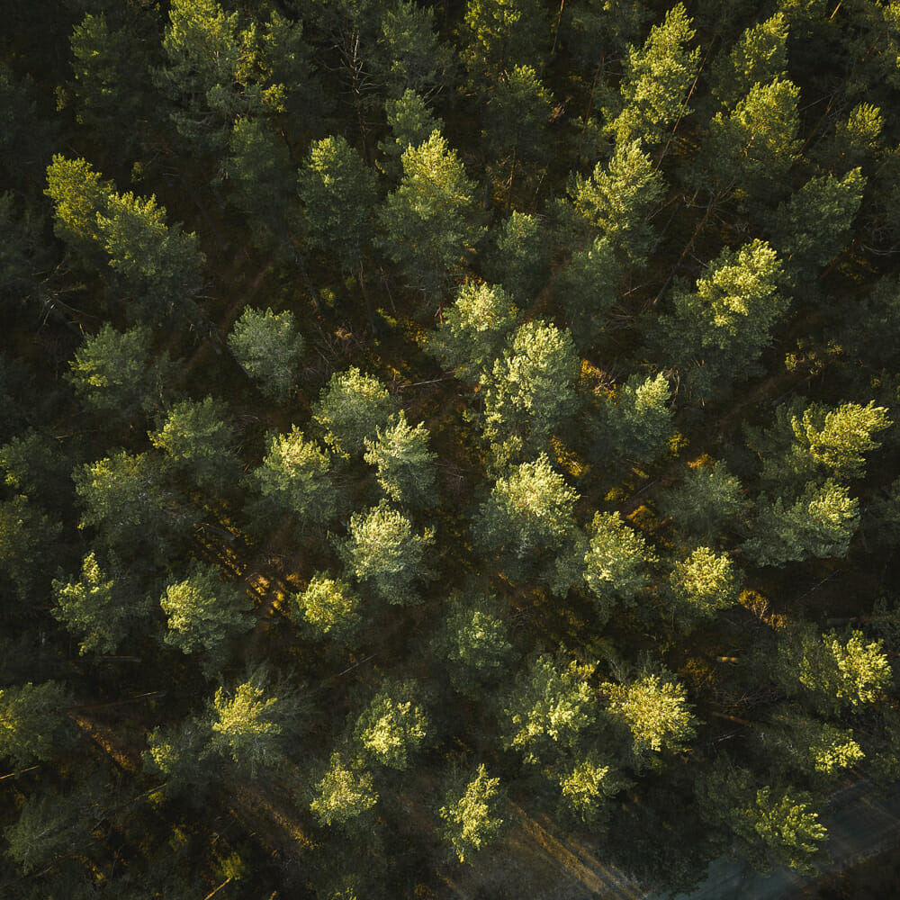Foto: Dronebilde av tett skog med grønne tretopper opplyst av ettermiddagssolen